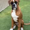 Boxer