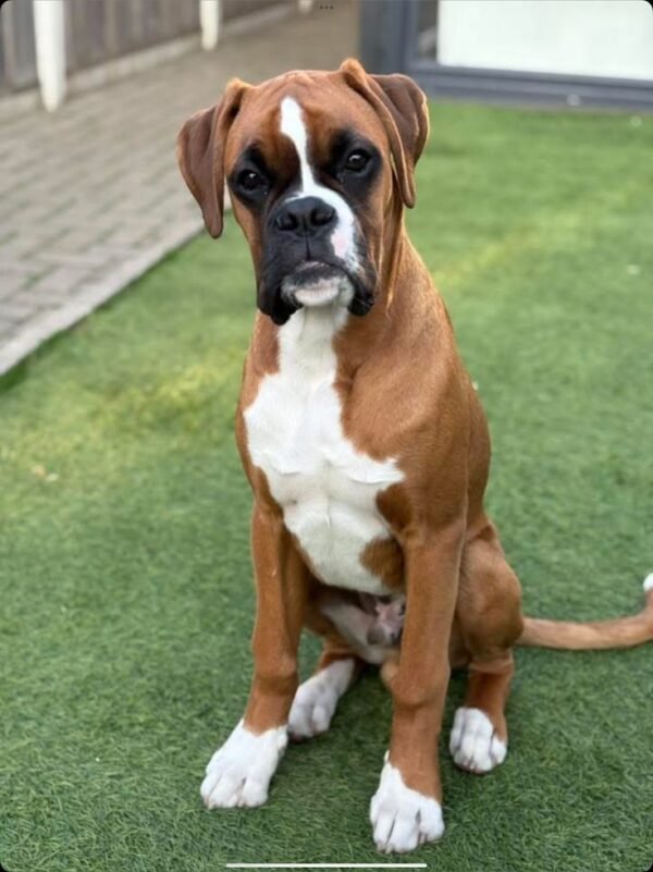 Boxer
