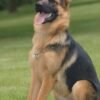 German Shepard