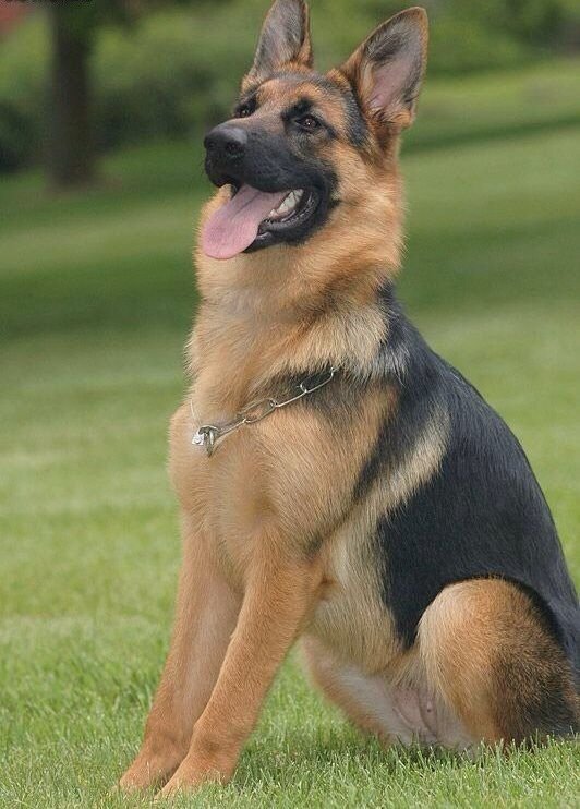 German Shepard