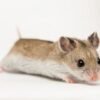 Chinese Hamster