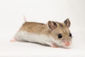 Chinese Hamster