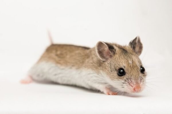 Chinese Hamster