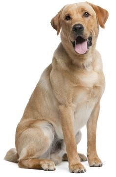Labrador Retriever
