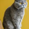 Scottish Fold