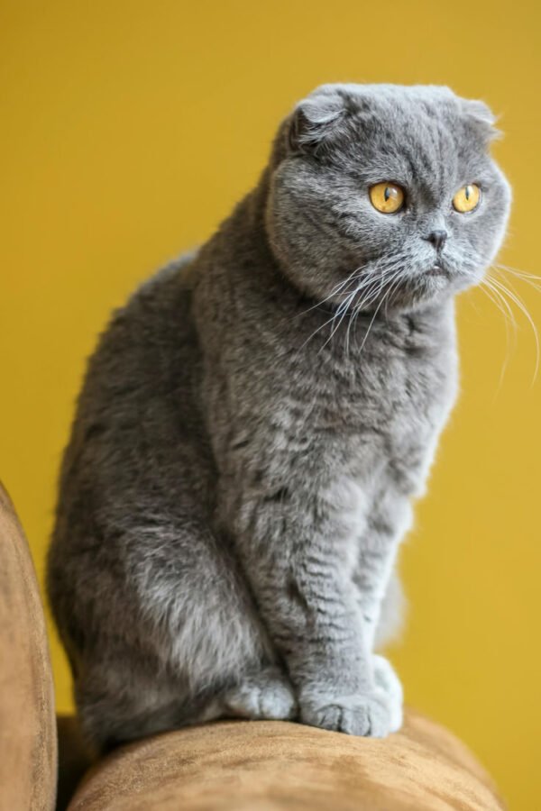 Scottish Fold
