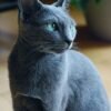 Russian Blue