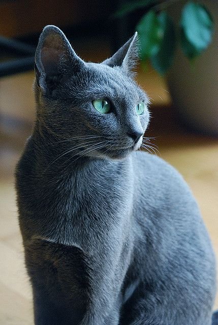 Russian Blue