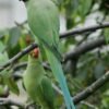 Indian Ringneck Parakeet