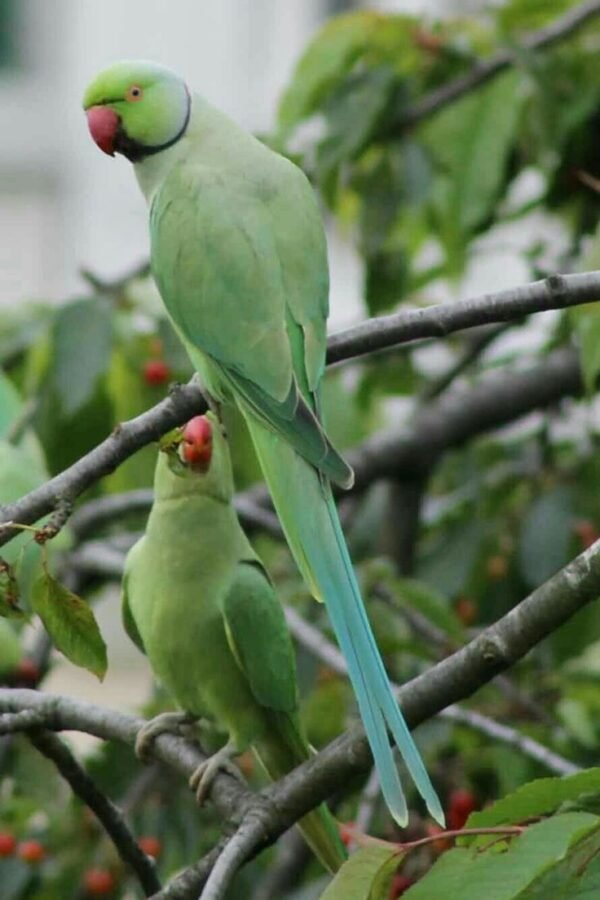 Indian Ringneck Parakeet