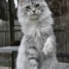 Maine Coon Cat