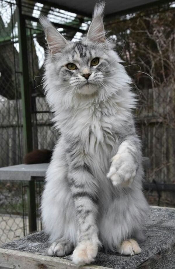 Maine Coon Cat