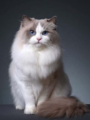 Persian Cat