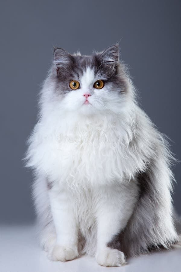 Persian Cat