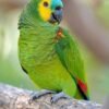Amazon Parrot