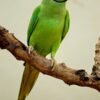 Indian Ringneck Parakeet