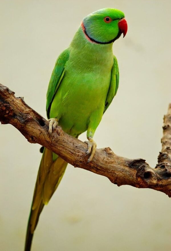 Indian Ringneck Parakeet