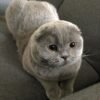 Scottish Fold