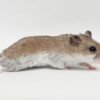 Chinese Hamster