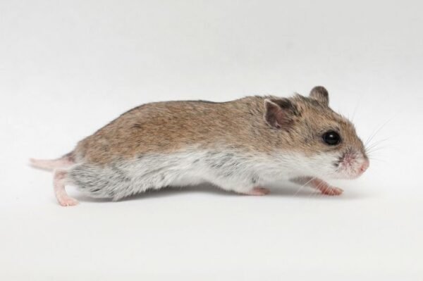 Chinese Hamster