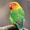 Lovebird