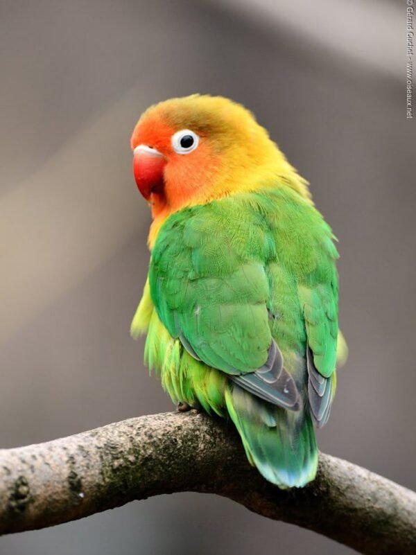 Lovebird