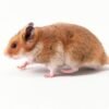 Chinese Hamster