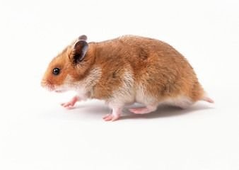 Chinese Hamster