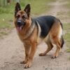 German Shepard