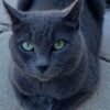Russian Blue