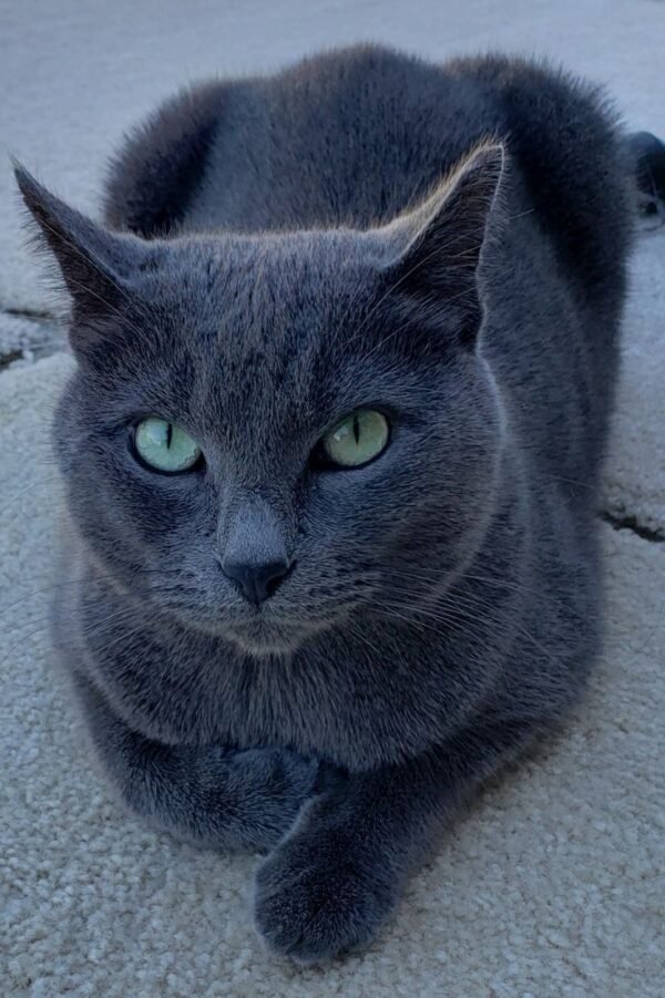 Russian Blue
