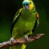 Amazon Parrot