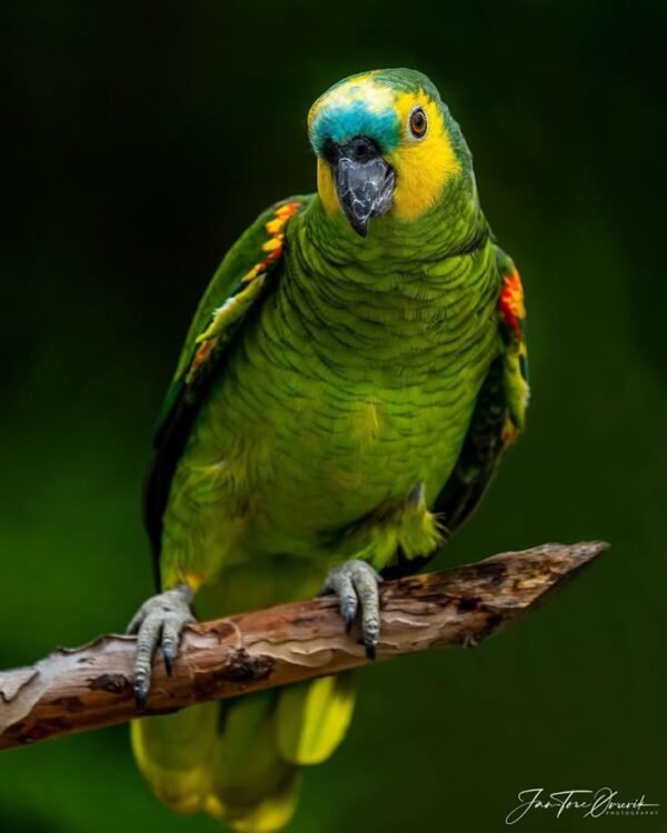 Amazon Parrot