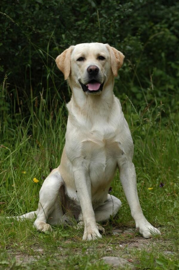 Labrador Retriever