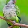 Quaker Parrot