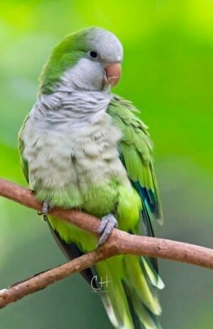 Quaker Parrot
