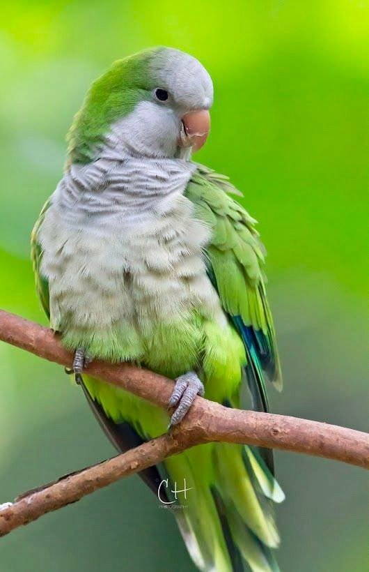 Quaker Parrot