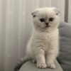 Scottish Fold
