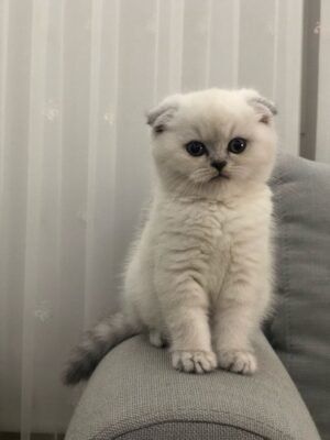 Scottish Fold