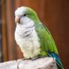 Quaker Parrot