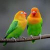 Lovebird