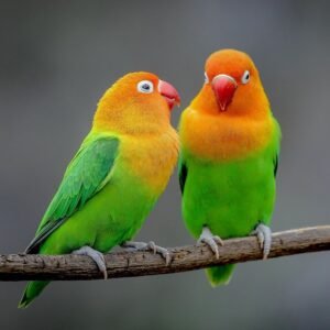 Lovebird