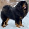 Tibetan Mastiff