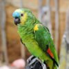 Amazon Parrot