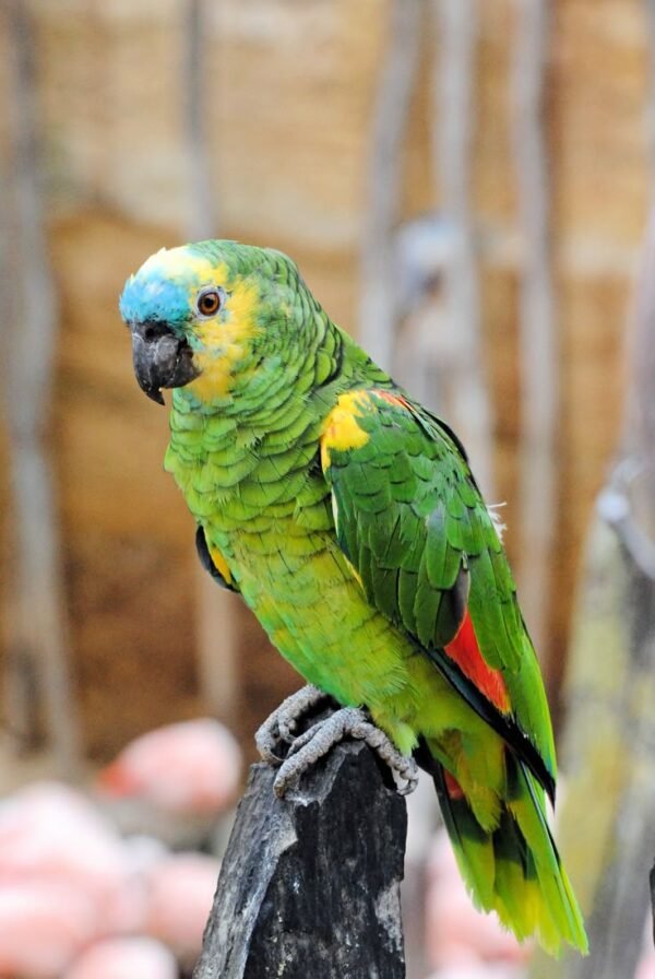 Amazon Parrot
