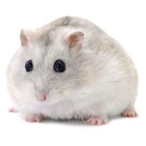 Winter White Dwarf Hamster