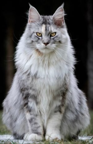 Maine Coon Cat