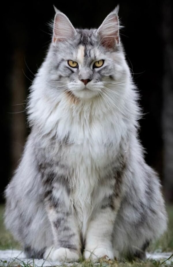 Maine Coon Cat