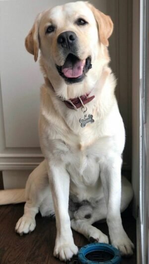 Labrador Retriever