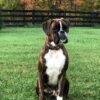 Boxer